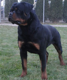 One of our Rottweiler puppies for sale