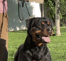 Lochavens Disco V1 ARC National Youth Champion 2019