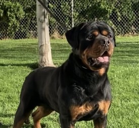 Pan vom Brandauerweg