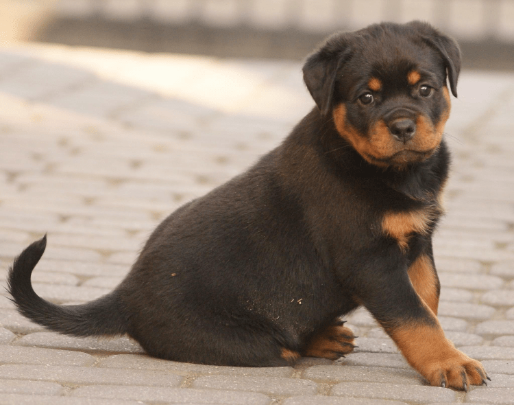 A black and brown puppy rests on a brick sidewalk, surrounded by a charming outdoor setting.